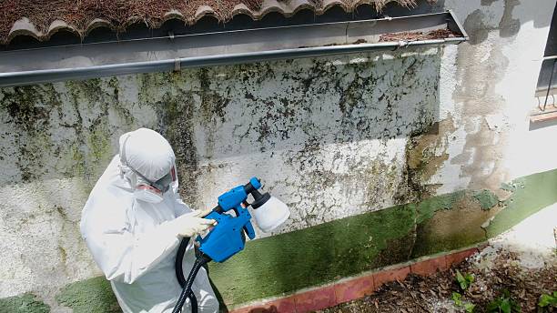 Top rated local Mold Remediation specialists in Randolph, NJ